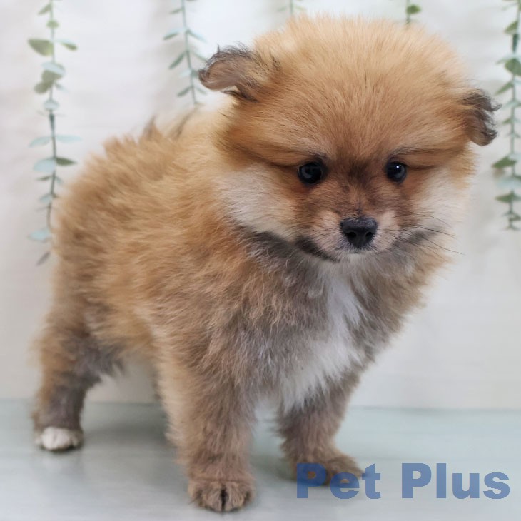 長崎県のポメラニアン (ペットプラス 長崎店/2026年2月12日生まれ/男の子/オレンジセーブル)の子犬の1枚目の画像
