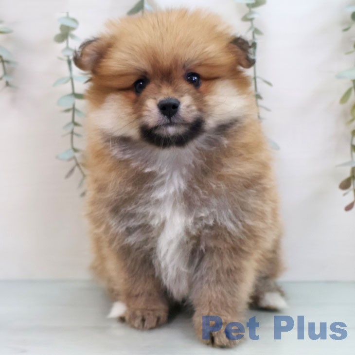 長崎県のポメラニアン (ペットプラス 長崎店/2026年2月12日生まれ/男の子/オレンジセーブル)の子犬の2枚目の画像