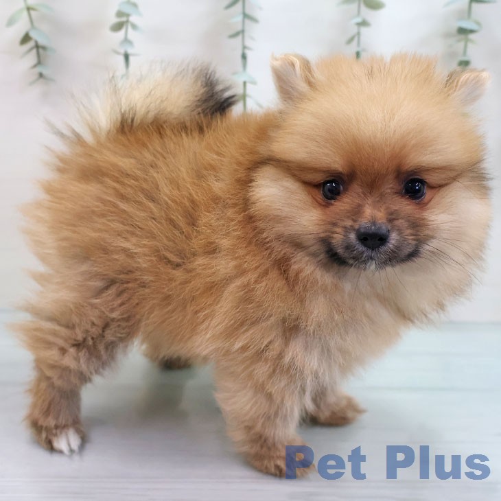宮崎県のポメラニアン (ペットプラス 宮崎店/2026年2月12日生まれ/女の子/オレンジセーブル)の子犬の1枚目の画像