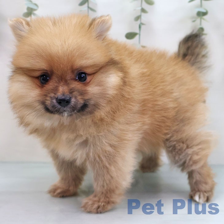 宮崎県のポメラニアン (ペットプラス 宮崎店/2026年2月12日生まれ/女の子/オレンジセーブル)の子犬の2枚目の画像