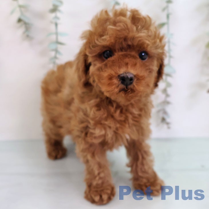 トイ・プードルの写真2