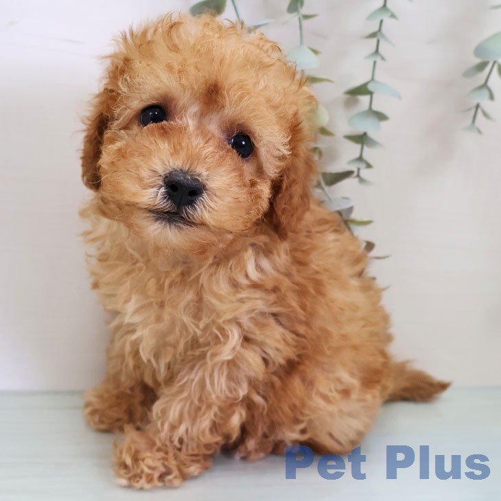 トイ・プードル