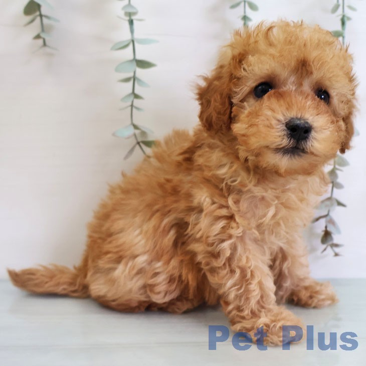 トイ・プードルの写真2