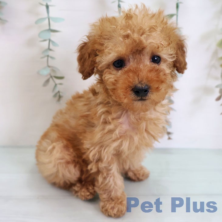 トイ・プードルの写真2