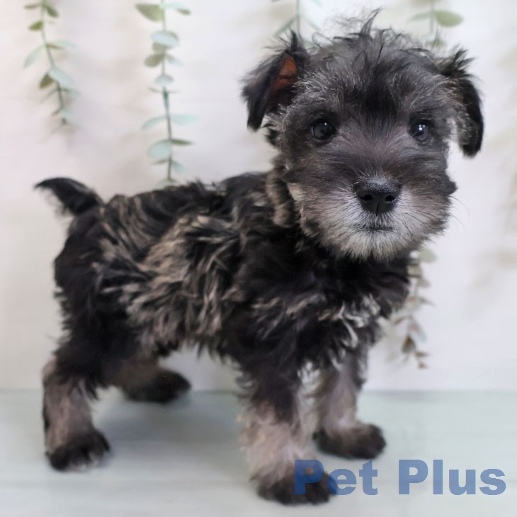 福岡県のミニチュアシュナウザー (ペットプラス 八幡東店/2026年2月19日生まれ/男の子/ソルトペッパー)の子犬の1枚目の画像