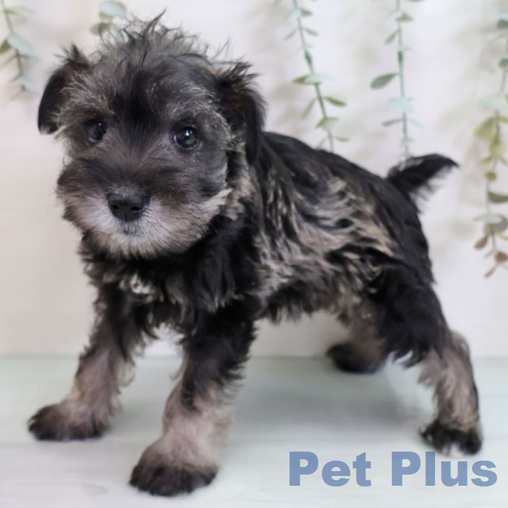 福岡県のミニチュアシュナウザー (ペットプラス 八幡東店/2026年2月19日生まれ/男の子/ソルトペッパー)の子犬の2枚目の画像