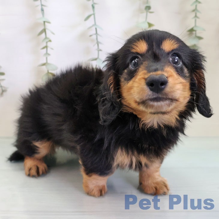 福岡県のカニンヘンダックスフンド(ロング) (ペットプラス 八幡東店/2026年2月20日生まれ/女の子/ブラックタン)の子犬の1枚目の画像