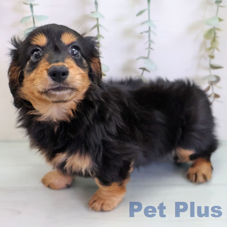 福岡県のカニンヘンダックスフンド(ロング) (ペットプラス 八幡東店/2026年2月20日生まれ/女の子/ブラックタン)の子犬の2枚目の画像