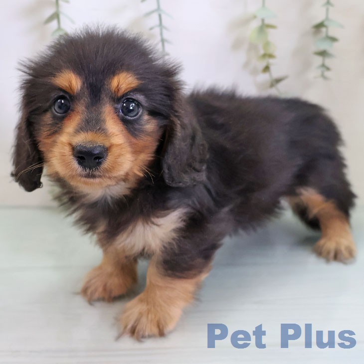 東京都のカニンヘンダックスフンド(ロング) (ペットプラス 日の出店/2026年2月16日生まれ/男の子/ブラックタン)の子犬の1枚目の画像