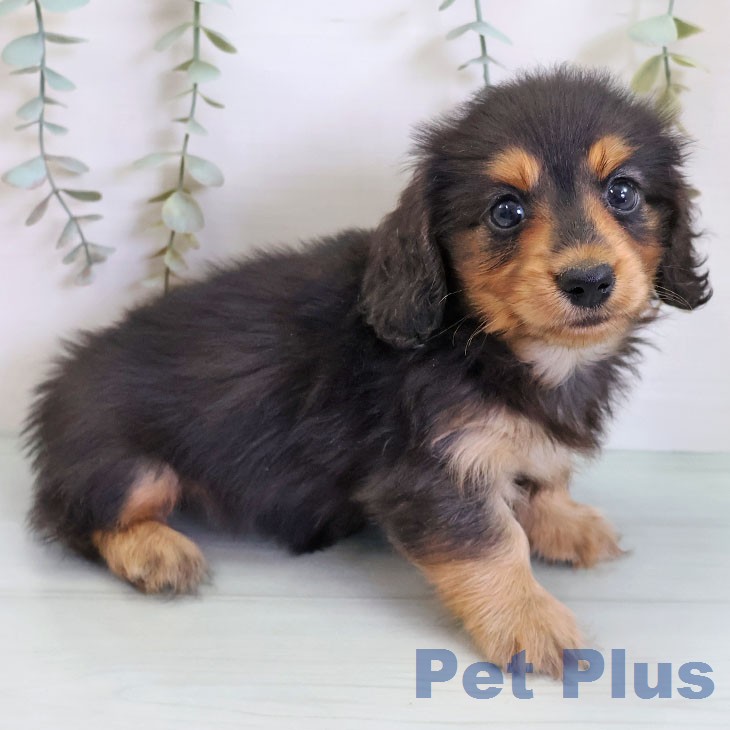東京都のカニンヘンダックスフンド(ロング) (ペットプラス 日の出店/2026年2月16日生まれ/男の子/ブラックタン)の子犬の2枚目の画像
