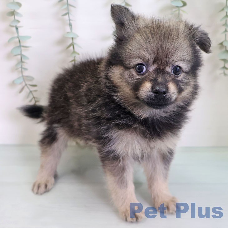 ポメラニアンの写真2