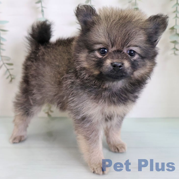 千葉県のポメラニアン (ペットプラス 幕張新都心店/2026年2月20日生まれ/女の子/ウルフセーブル)の子犬の1枚目の画像