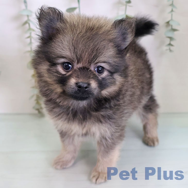 千葉県のポメラニアン (ペットプラス 幕張新都心店/2026年2月20日生まれ/女の子/ウルフセーブル)の子犬の2枚目の画像