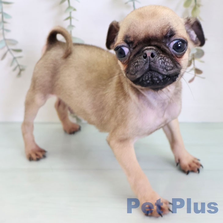 福岡県のパグ (ペットプラス 小倉南店/2026年2月7日生まれ/男の子/フォーン)の子犬の1枚目の画像