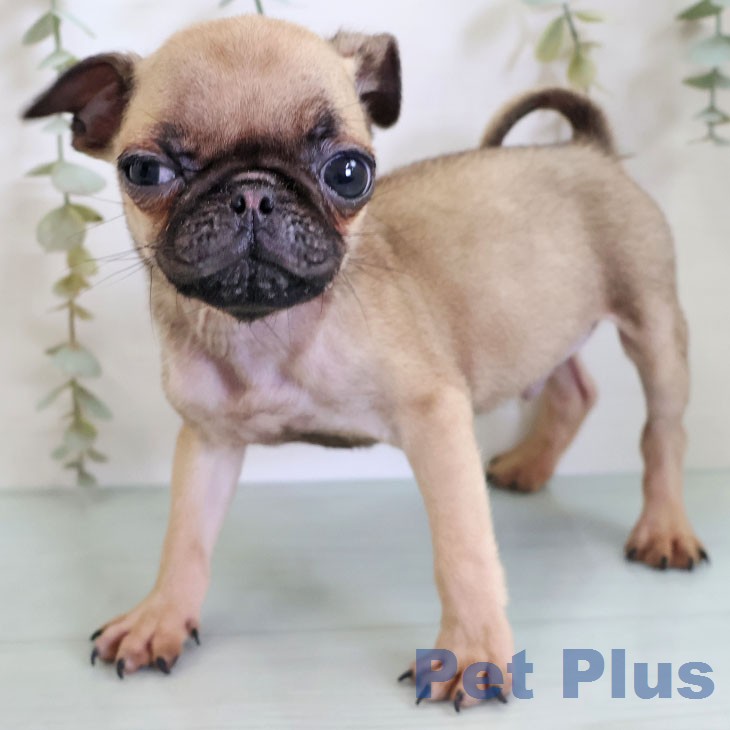 福岡県のパグ (ペットプラス 小倉南店/2026年2月7日生まれ/男の子/フォーン)の子犬の2枚目の画像
