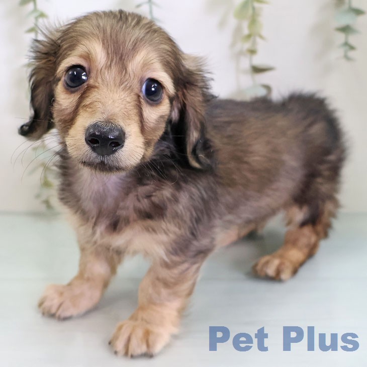 カニーンヘン・ダックスフンド