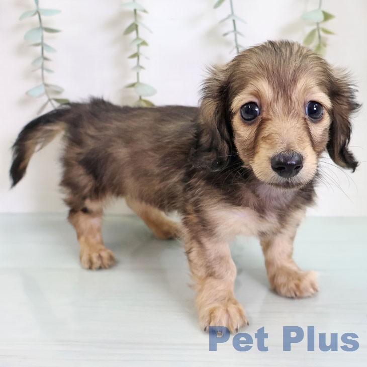 カニーンヘン・ダックスフンドの写真2