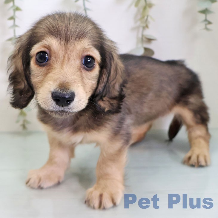 カニーンヘン・ダックスフンド