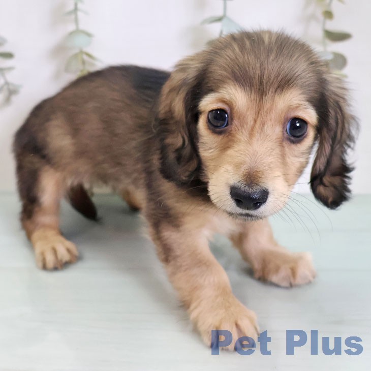 カニーンヘン・ダックスフンドの写真2