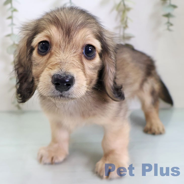 カニーンヘン・ダックスフンド