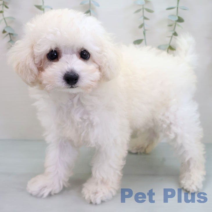 宮崎県のトイプードル(トイ) (ペットプラス 宮崎店/2026年2月11日生まれ/男の子/ホワイト)の子犬の1枚目の画像