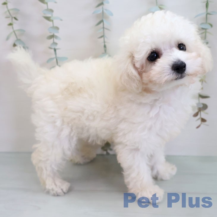 宮崎県のトイプードル(トイ) (ペットプラス 宮崎店/2026年2月11日生まれ/男の子/ホワイト)の子犬の2枚目の画像