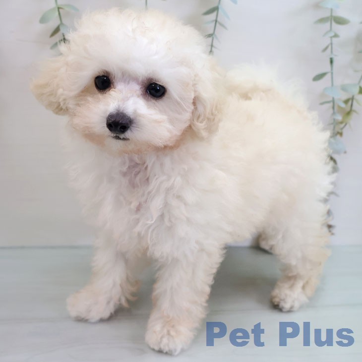 トイ・プードル