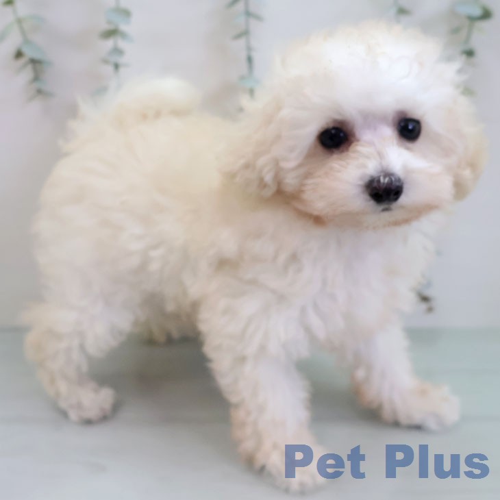 トイ・プードルの写真2