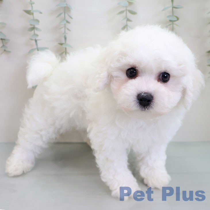 ビション・フリーゼ