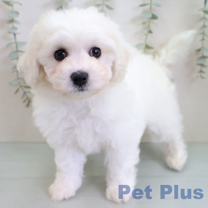 福岡県のビションフリーゼ (ペットプラス 八幡東店/2026年2月18日生まれ/男の子/ホワイト)の子犬の1枚目の画像