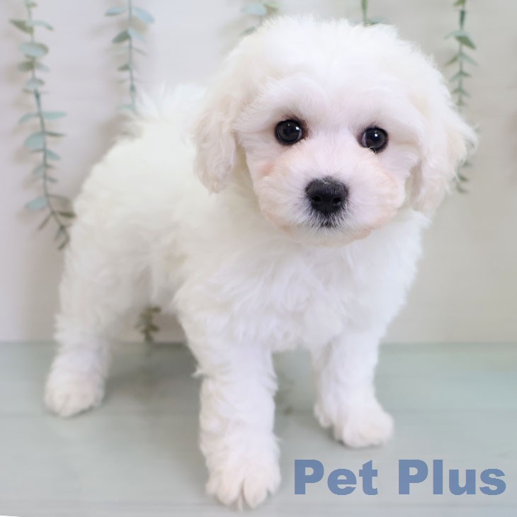 福岡県のビションフリーゼ (ペットプラス 八幡東店/2026年2月18日生まれ/男の子/ホワイト)の子犬の2枚目の画像