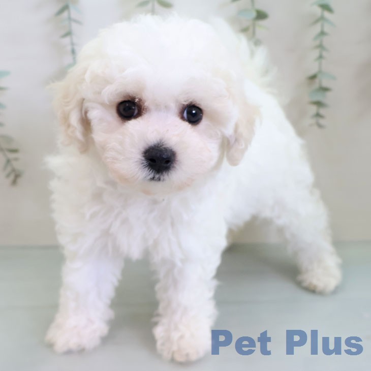 福岡県のビションフリーゼ (ペットプラス 香椎浜店/2026年2月18日生まれ/女の子/ホワイト)の子犬の2枚目の画像