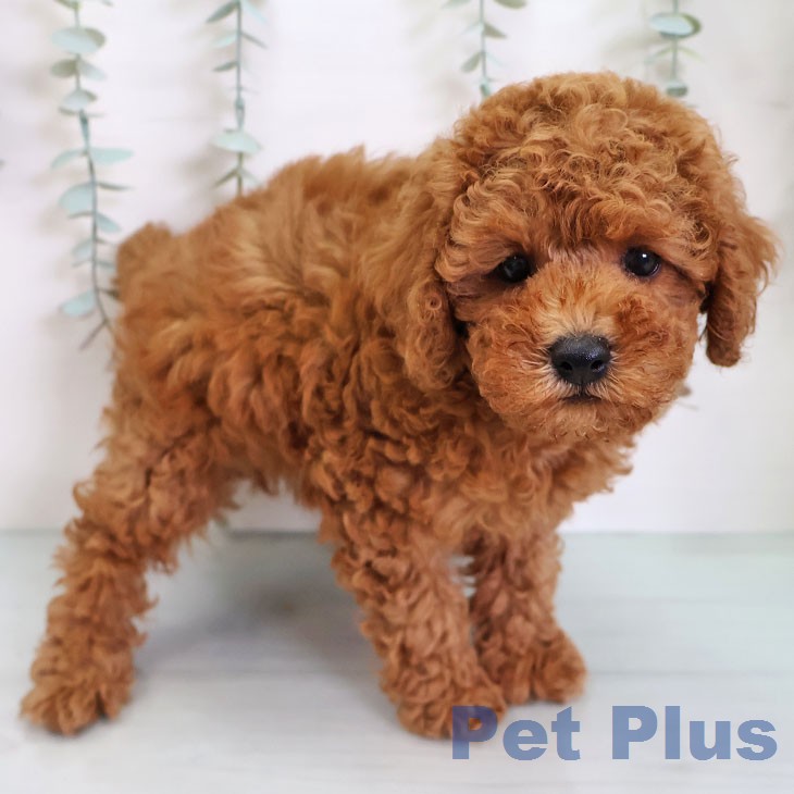 トイ・プードル