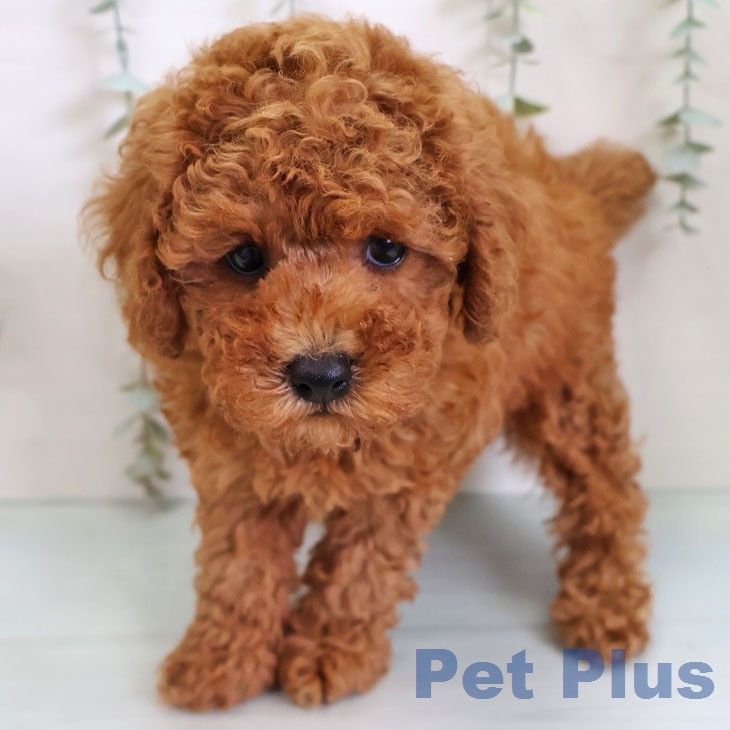 トイ・プードルの写真2