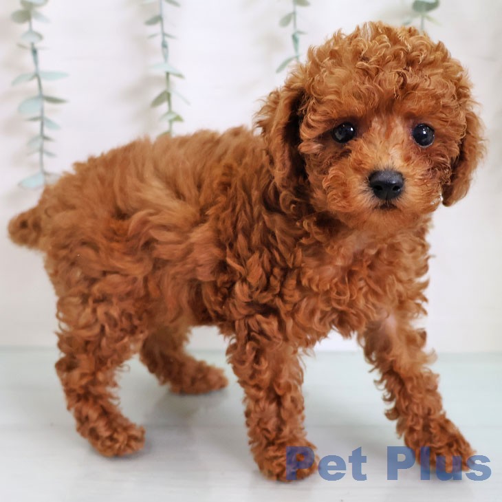 トイ・プードルの写真2