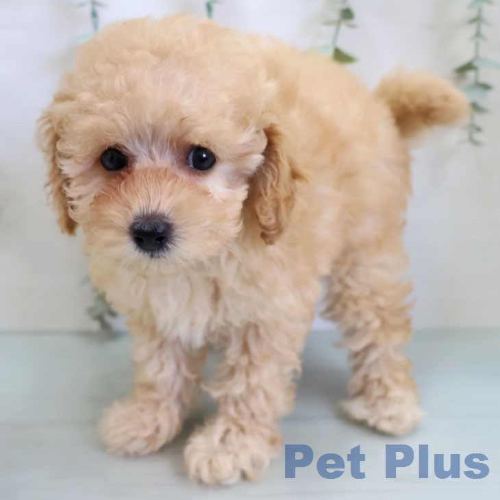 トイ・プードルの写真2