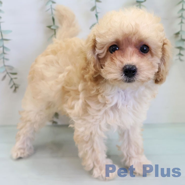 トイ・プードルの写真2