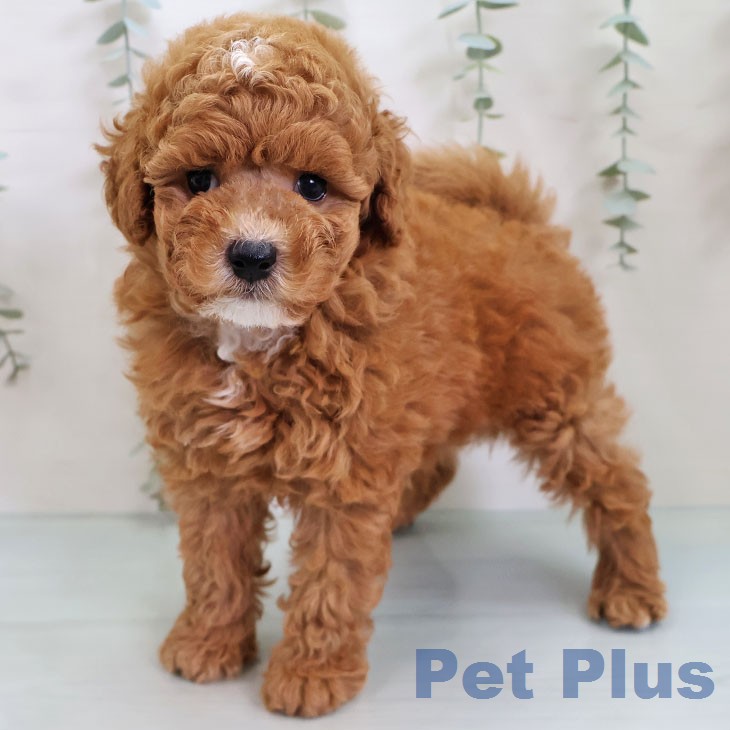 トイ・プードル