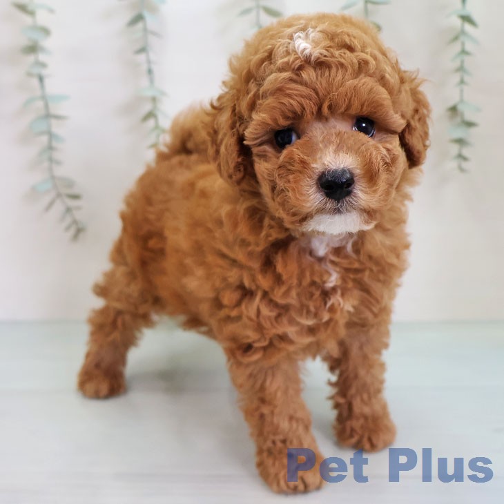 トイ・プードルの写真2