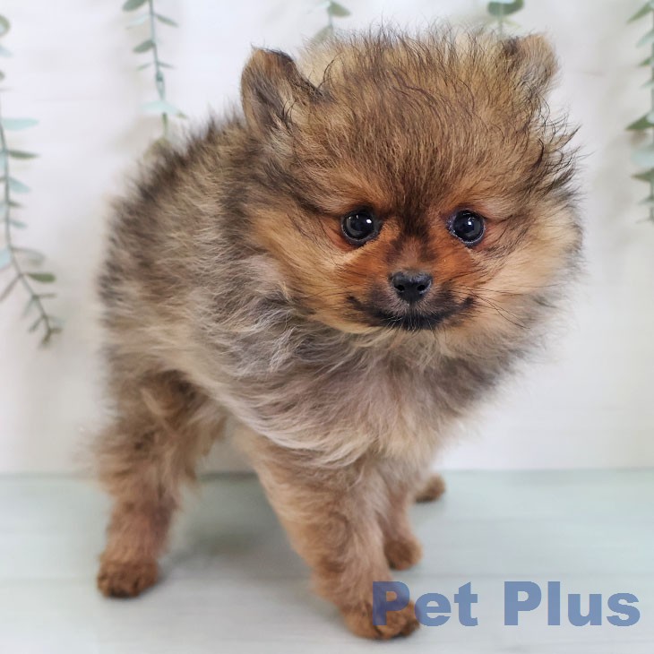 福岡県のポメラニアン (ペットプラス 香椎浜店/2026年2月21日生まれ/女の子/オレンジセーブル)の子犬の1枚目の画像