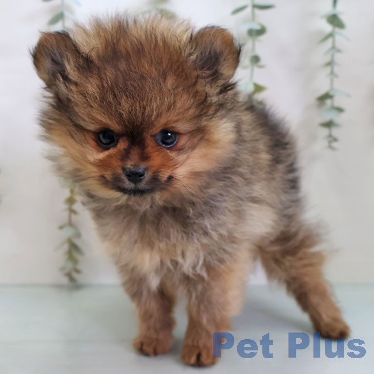 福岡県のポメラニアン (ペットプラス 香椎浜店/2026年2月21日生まれ/女の子/オレンジセーブル)の子犬の2枚目の画像