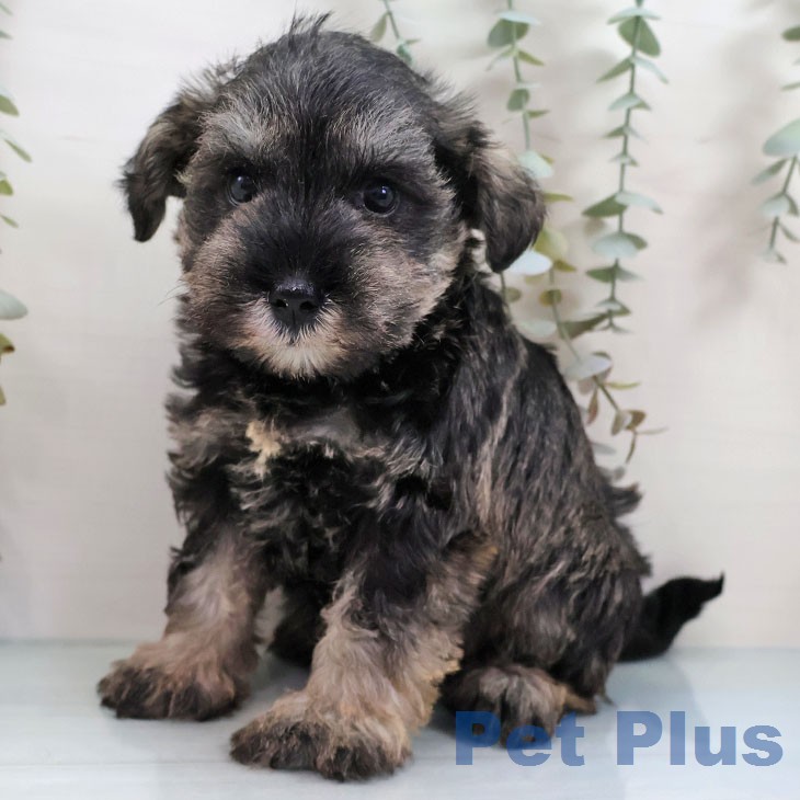 福岡県のミニチュアシュナウザー (ペットプラス MARK IS 福岡ももち店/2026年2月18日生まれ/男の子/ソルトペッパー)の子犬の1枚目の画像