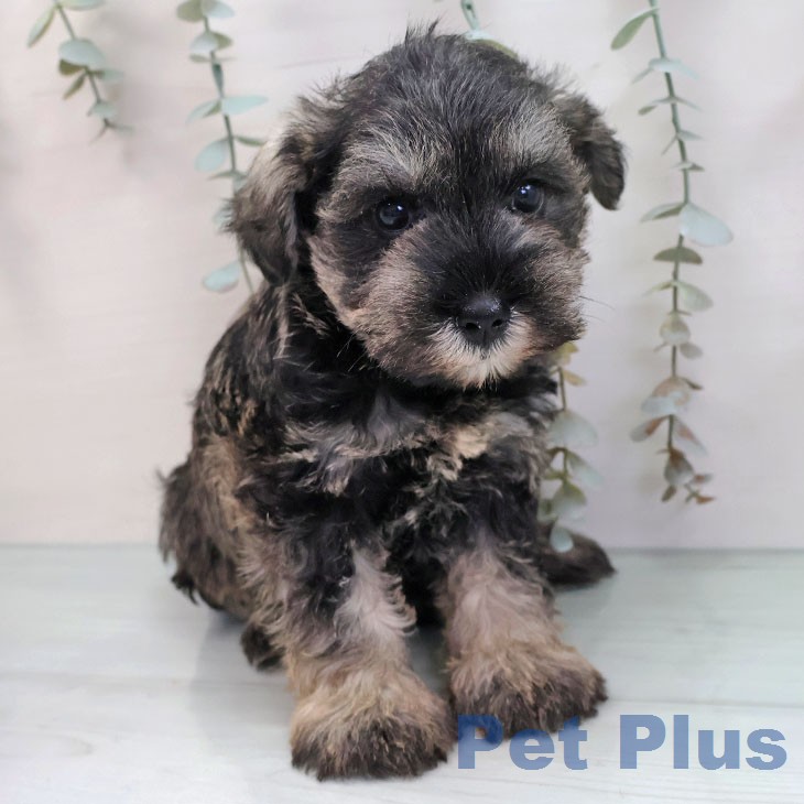 福岡県のミニチュアシュナウザー (ペットプラス MARK IS 福岡ももち店/2026年2月18日生まれ/男の子/ソルトペッパー)の子犬の2枚目の画像