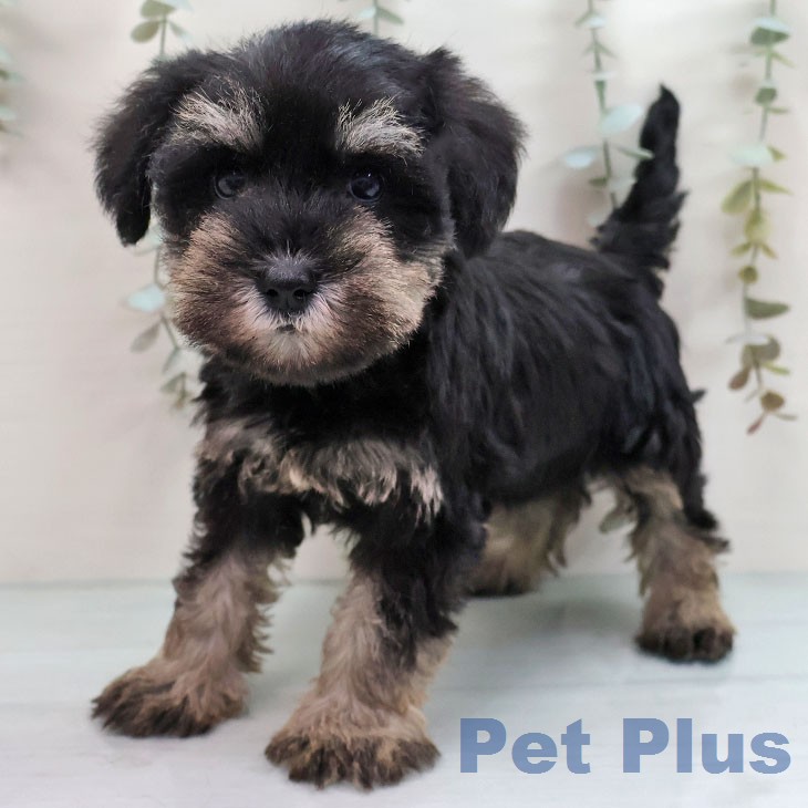 ミニチュア・シュナウザー