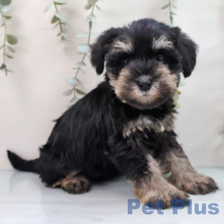 ミニチュア・シュナウザーの写真2