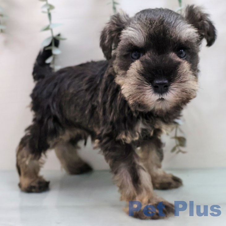 岩手県のミニチュアシュナウザー (ペットプラス 盛岡南店/2026年2月21日生まれ/男の子/ソルトペッパー)の子犬