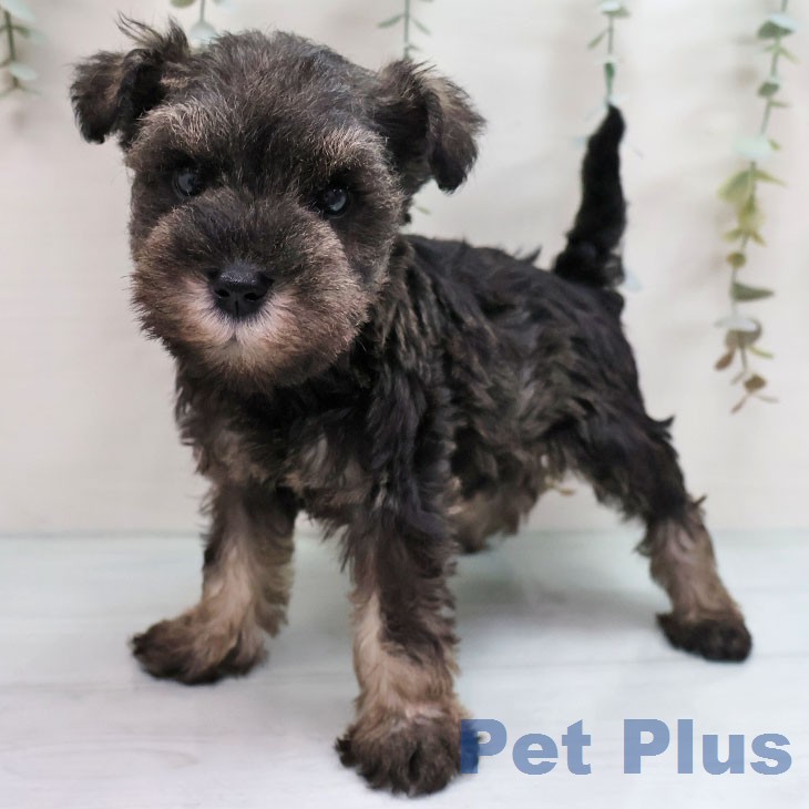 長崎県のミニチュアシュナウザー (ペットプラス 長崎店/2026年2月21日生まれ/女の子/ソルトペッパー)の子犬の1枚目の画像