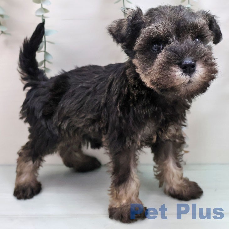 長崎県のミニチュアシュナウザー (ペットプラス 長崎店/2026年2月21日生まれ/女の子/ソルトペッパー)の子犬の2枚目の画像