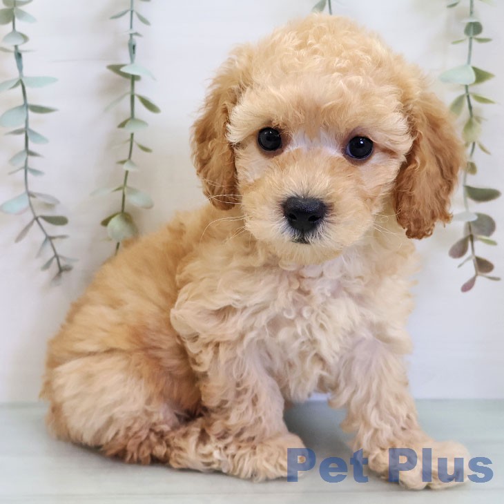 鹿児島県のトイプードル(トイ) (ペットプラス 姶良店/2026年2月24日生まれ/男の子/クリーム)の子犬