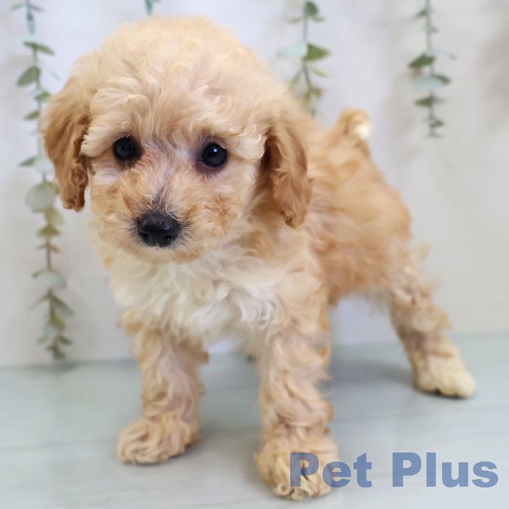 トイ・プードル